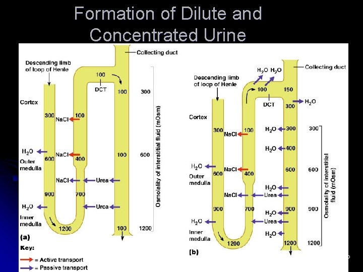 Formation of Dilute and Concentrated Urine Figure 25. 15 a, b 