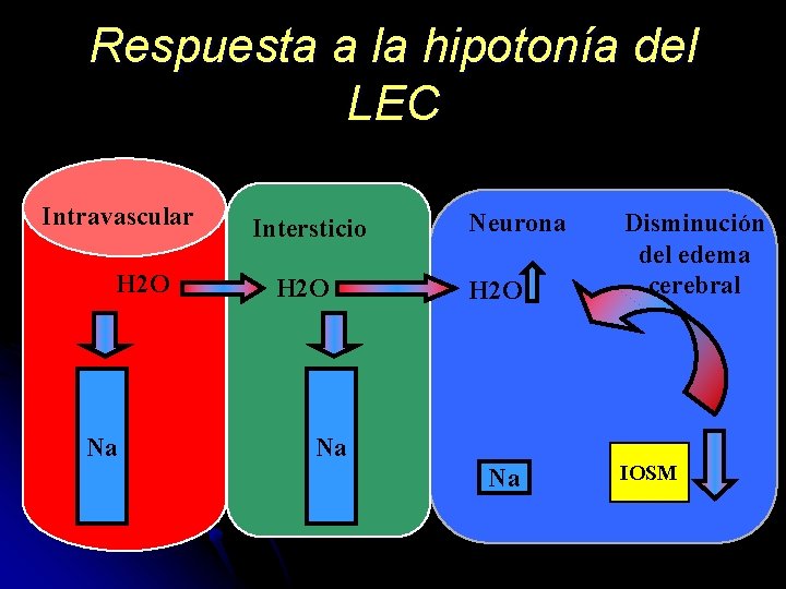 Respuesta a la hipotonía del LEC Intravascular H 2 O Na Intersticio H 2