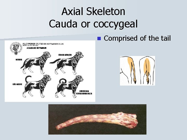 Axial Skeleton Cauda or coccygeal n Comprised of the tail 