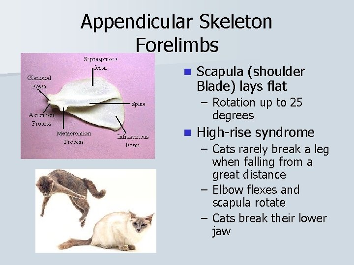 Appendicular Skeleton Forelimbs n Scapula (shoulder Blade) lays flat – Rotation up to 25