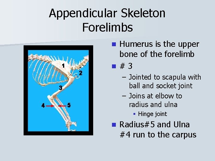 Appendicular Skeleton Forelimbs Humerus is the upper bone of the forelimb n #3 n