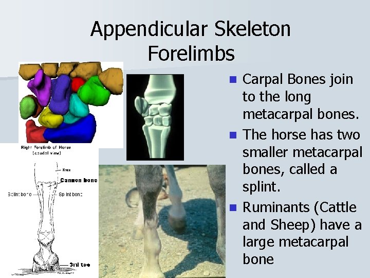 Appendicular Skeleton Forelimbs Carpal Bones join to the long metacarpal bones. n The horse