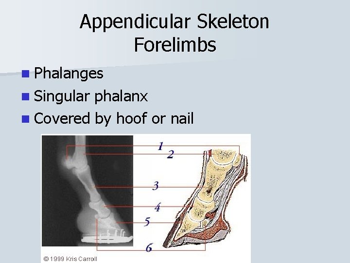 Appendicular Skeleton Forelimbs n Phalanges n Singular phalanx n Covered by hoof or nail
