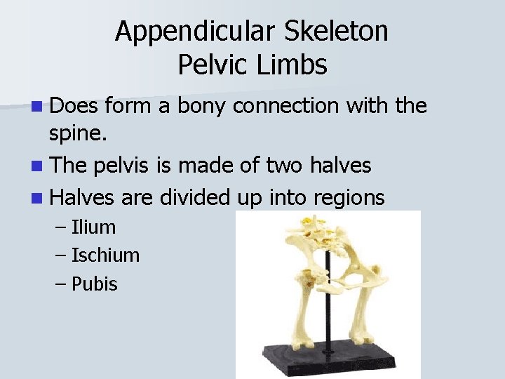 Appendicular Skeleton Pelvic Limbs n Does form a bony connection with the spine. n
