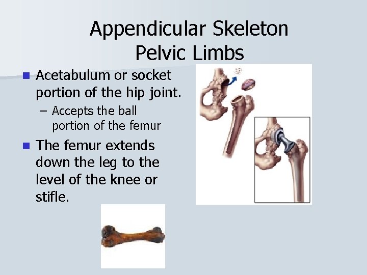 Appendicular Skeleton Pelvic Limbs n Acetabulum or socket portion of the hip joint. –
