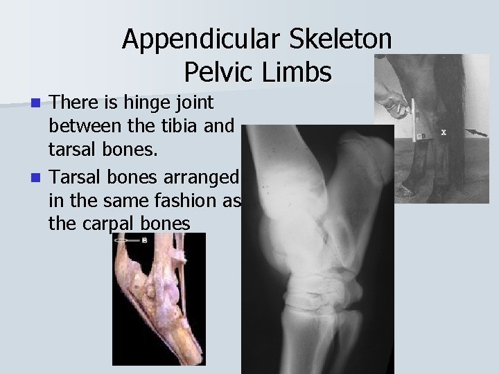 Appendicular Skeleton Pelvic Limbs There is hinge joint between the tibia and tarsal bones.