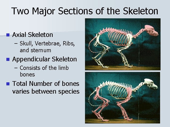 Two Major Sections of the Skeleton n Axial Skeleton – Skull, Vertebrae, Ribs, and