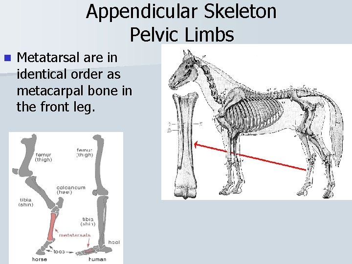 Appendicular Skeleton Pelvic Limbs n Metatarsal are in identical order as metacarpal bone in