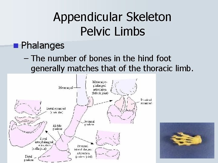 Appendicular Skeleton Pelvic Limbs n Phalanges – The number of bones in the hind