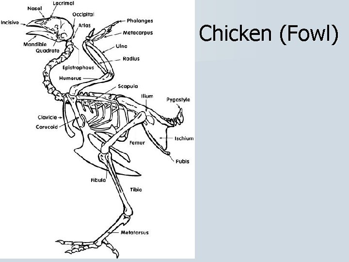 Chicken (Fowl) 