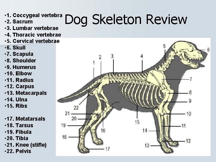 Dog Skeleton Review • 1. Coccygeal vertebra • 2. Sacrum • 3. Lumbar vertebrae