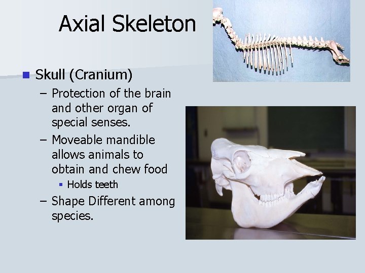 Axial Skeleton n Skull (Cranium) – Protection of the brain and other organ of