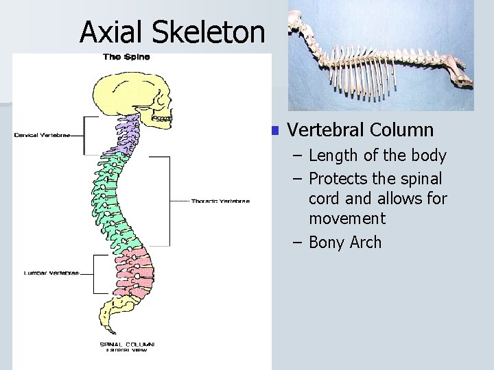 Axial Skeleton n Vertebral Column – Length of the body – Protects the spinal