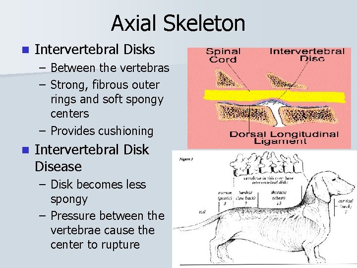 Axial Skeleton n Intervertebral Disks – Between the vertebras – Strong, fibrous outer rings