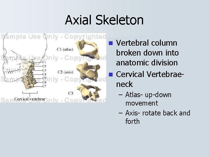 Axial Skeleton Vertebral column broken down into anatomic division n Cervical Vertebraeneck n –
