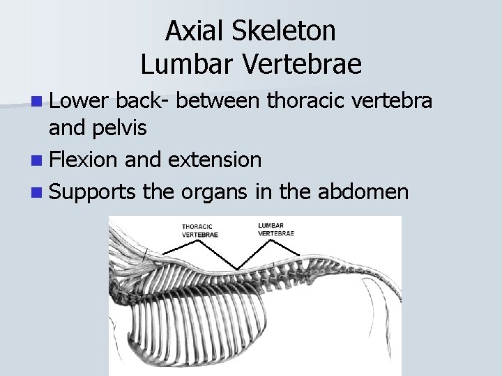 Axial Skeleton Lumbar Vertebrae n Lower back- between thoracic vertebra and pelvis n Flexion