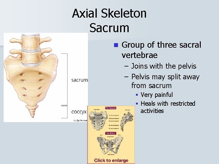 Axial Skeleton Sacrum n Group of three sacral vertebrae – Joins with the pelvis
