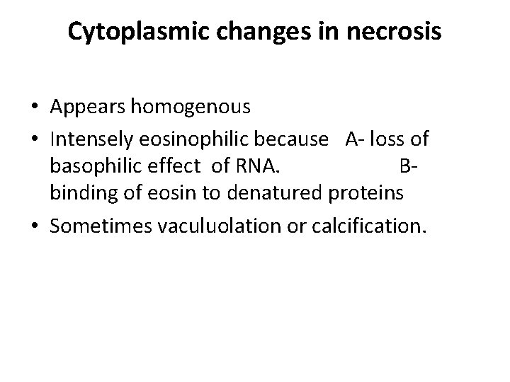 Cytoplasmic changes in necrosis • Appears homogenous • Intensely eosinophilic because A- loss of