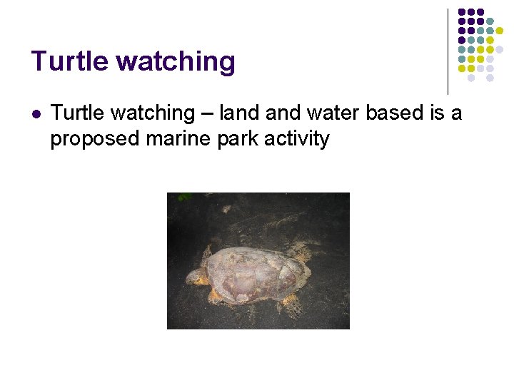 Turtle watching l Turtle watching – land water based is a proposed marine park