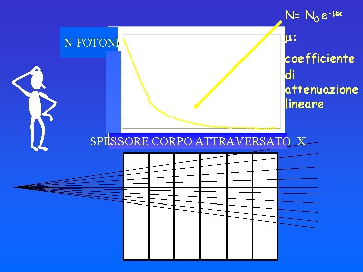 N= N 0 e- x N. FOTONI : coefficiente di attenuazione lineare SPESSORE CORPO