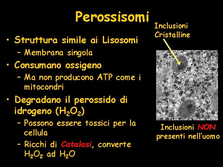 Perossisomi • Struttura simile ai Lisosomi Inclusioni Cristalline – Membrana singola • Consumano ossigeno