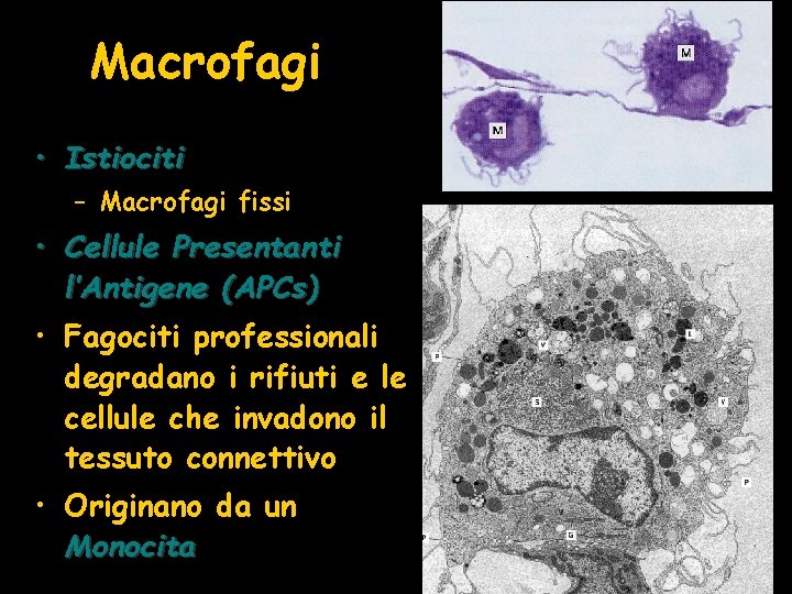 Macrofagi • Istiociti – Macrofagi fissi • Cellule Presentanti l’Antigene (APCs) • Fagociti professionali