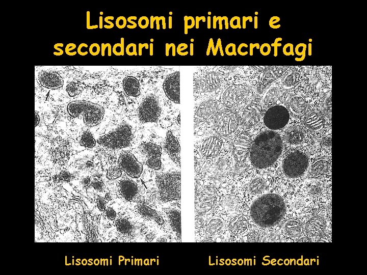 Lisosomi primari e secondari nei Macrofagi Lisosomi Primari Lisosomi Secondari 