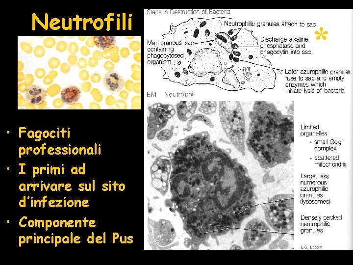 Neutrofili • Fagociti professionali • I primi ad arrivare sul sito d’infezione • Componente