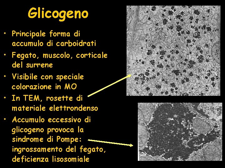 Glicogeno • Principale forma di accumulo di carboidrati • Fegato, muscolo, corticale del surrene Glicogeno • Principale forma di accumulo di carboidrati • Fegato, muscolo, corticale del surrene