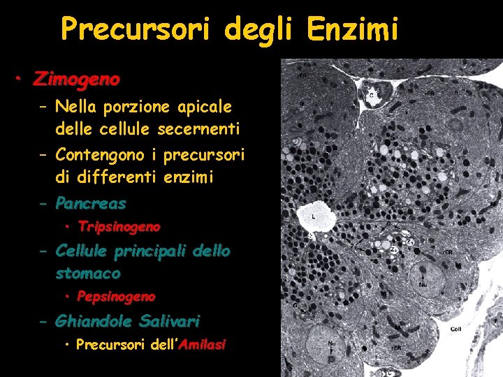 Precursori degli Enzimi • Zimogeno – Nella porzione apicale delle cellule secernenti – Contengono