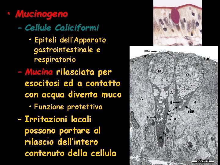  • Mucinogeno – Cellule Caliciformi • Epiteli dell’Apparato gastrointestinale e respiratorio – Mucina