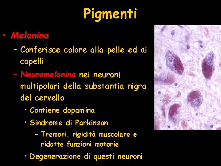 Pigmenti • Melanina – Conferisce colore alla pelle ed ai capelli – Neuromelanina nei