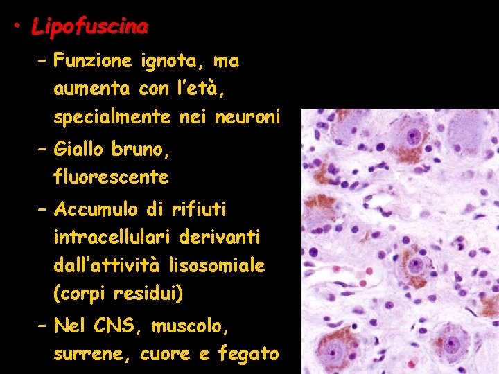  • Lipofuscina – Funzione ignota, ma aumenta con l’età, specialmente nei neuroni –