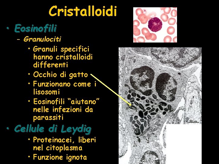 Cristalloidi • Eosinofili – Granulociti • Granuli specifici hanno cristalloidi differenti • Occhio di