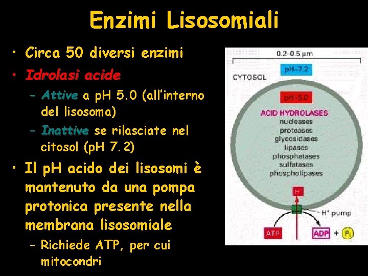 Enzimi Lisosomiali • Circa 50 diversi enzimi • Idrolasi acide – Attive a p.