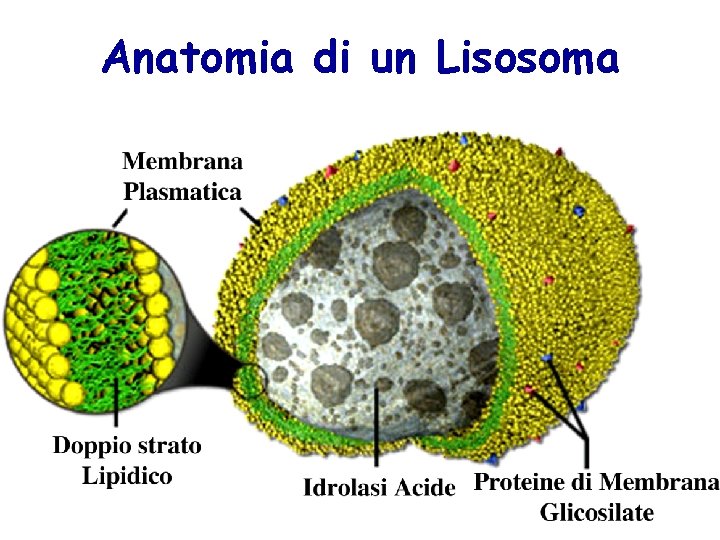 Anatomia di un Lisosoma 