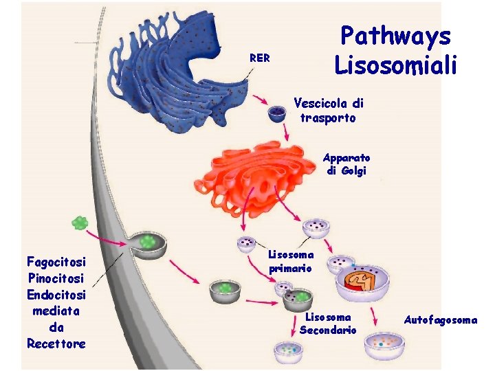 Pathways Lisosomiali RER Vescicola di trasporto Apparato di Golgi Fagocitosi Pinocitosi Endocitosi mediata da