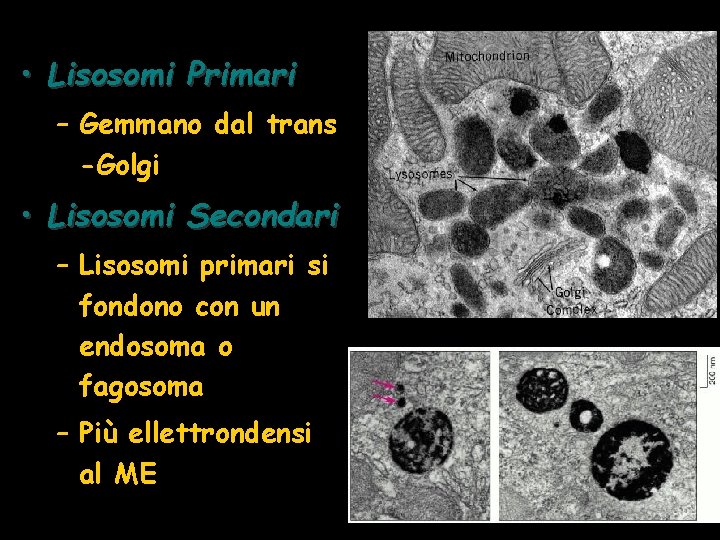  • Lisosomi Primari – Gemmano dal trans -Golgi • Lisosomi Secondari – Lisosomi