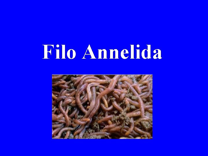 Filo Annelida 