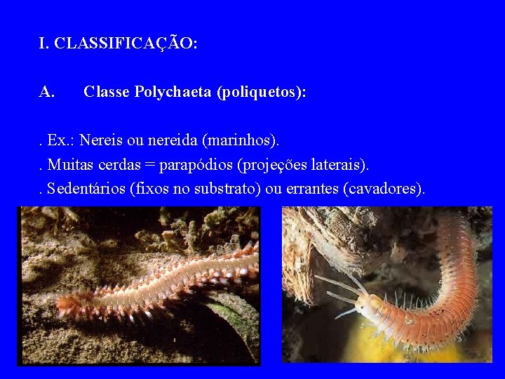 I. CLASSIFICAÇÃO: A. Classe Polychaeta (poliquetos): . Ex. : Nereis ou nereida (marinhos). .