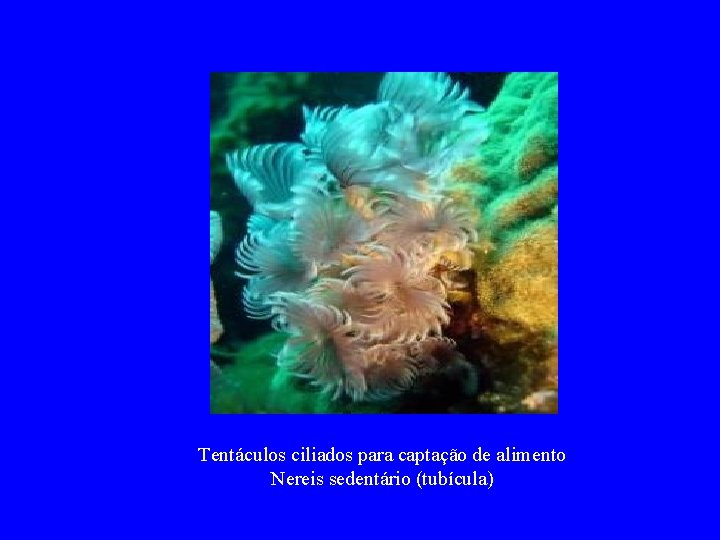 Tentáculos ciliados para captação de alimento Nereis sedentário (tubícula) 