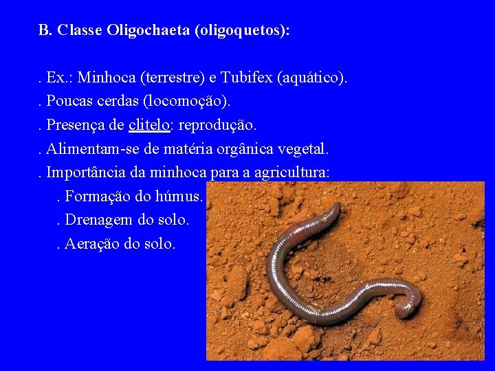 B. Classe Oligochaeta (oligoquetos): . Ex. : Minhoca (terrestre) e Tubifex (aquático). . Poucas