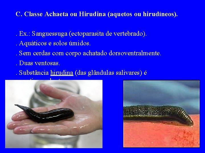 C. Classe Achaeta ou Hirudina (aquetos ou hirudíneos). . Ex. : Sanguessuga (ectoparasita de