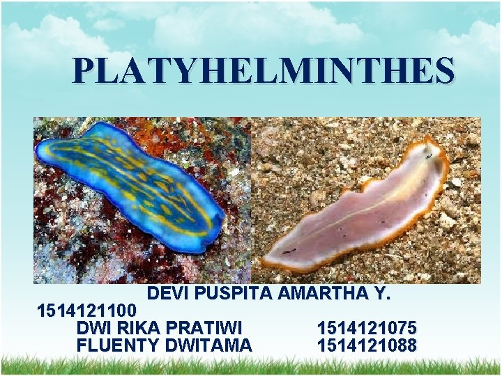 PLATYHELMINTHES DEVI PUSPITA AMARTHA Y. 1514121100 DWI RIKA PRATIWI FLUENTY DWITAMA 1514121075 1514121088 PLATYHELMINTHES DEVI PUSPITA AMARTHA Y. 1514121100 DWI RIKA PRATIWI FLUENTY DWITAMA 1514121075 1514121088