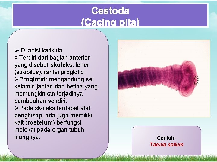 Cestoda (Cacing pita) Ø Dilapisi katikula ØTerdiri dari bagian anterior yang disebut skoleks, leher Cestoda (Cacing pita) Ø Dilapisi katikula ØTerdiri dari bagian anterior yang disebut skoleks, leher