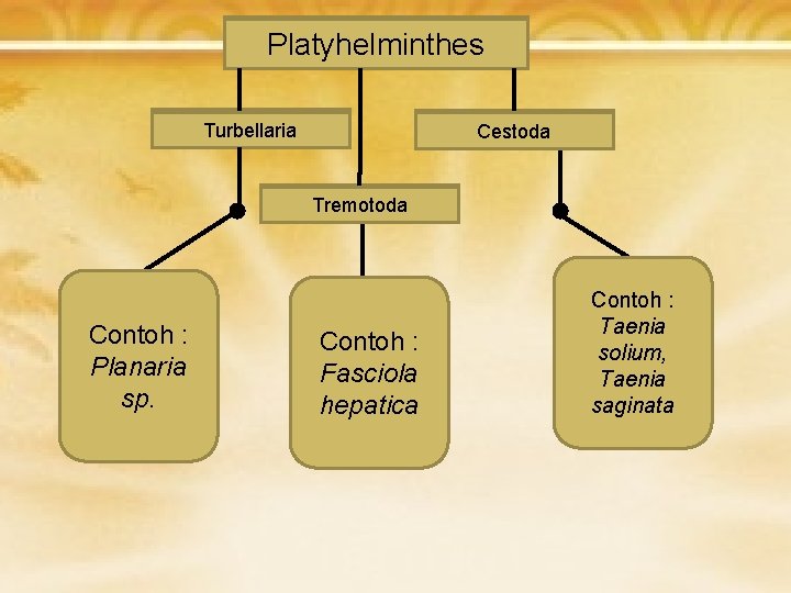 platyhelminthes Platyhelminthes Turbellaria Cestoda Tremotoda Contoh : Planaria sp. Contoh : Fasciola hepatica Contoh platyhelminthes Platyhelminthes Turbellaria Cestoda Tremotoda Contoh : Planaria sp. Contoh : Fasciola hepatica Contoh