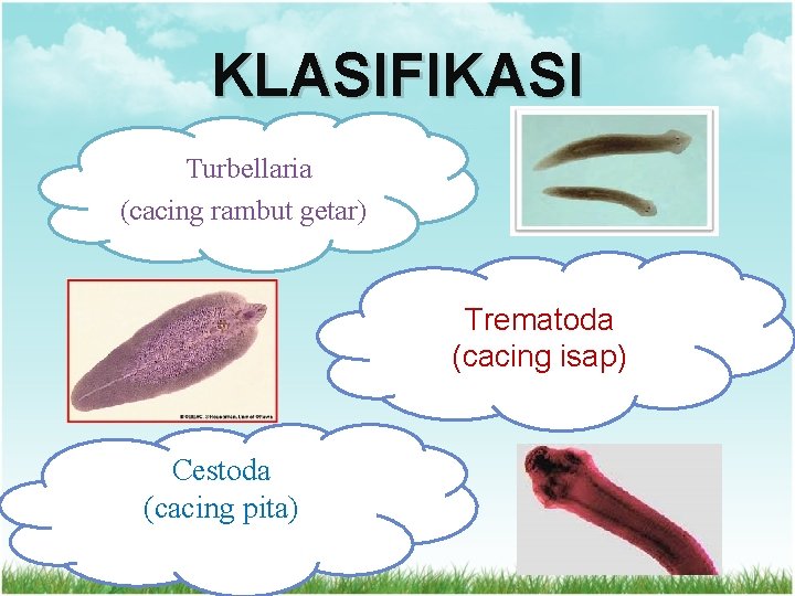 KLASIFIKASI Turbellaria (cacing rambut getar) Trematoda (cacing isap) Cestoda (cacing pita) KLASIFIKASI Turbellaria (cacing rambut getar) Trematoda (cacing isap) Cestoda (cacing pita)