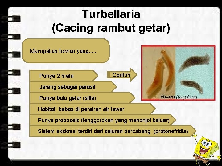 Turbellaria (Cacing rambut getar) Merupakan hewan yang. . . Punya 2 mata Contoh Jarang Turbellaria (Cacing rambut getar) Merupakan hewan yang. . . Punya 2 mata Contoh Jarang