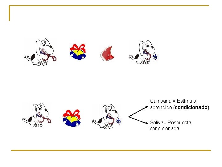 Campana = Estímulo aprendido (condicionado) Saliva= Respuesta condicionada 