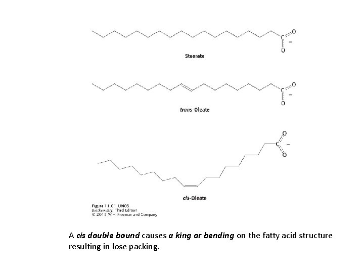 A cis double bound causes a king or bending on the fatty acid structure